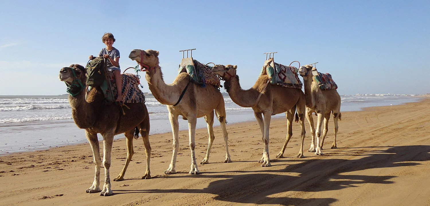 Balade en dromadaire à Essaouira